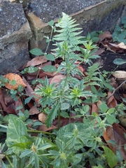 Eryngium foetidum