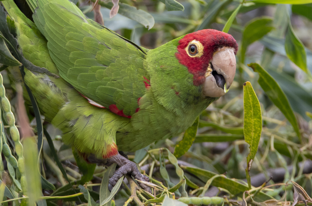 Foto de Red-masked Parakeet