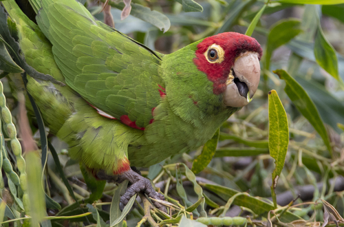 Perico Carirrojo (Psittacara erythrogenys)
