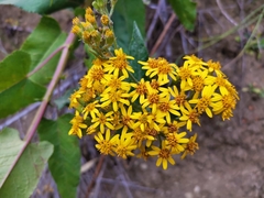 Senecio otites