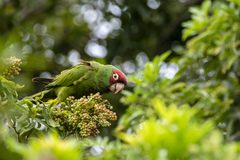 Psittacara erythrogenys