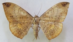 Hemeroblemma opigena