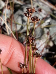 Juncus antarcticus