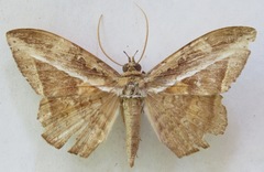 Hemeroblemma opigena