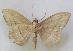 Hemeroblemma opigena