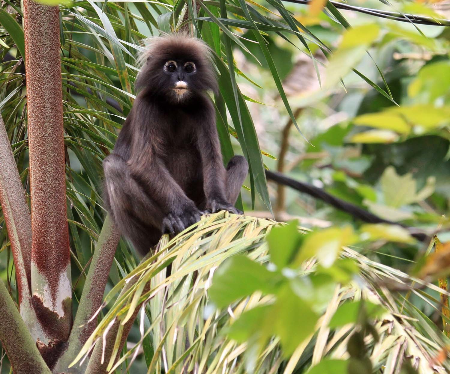 Dusky Leaf Monkey (Trachypithecus obscurus) · iNaturalist