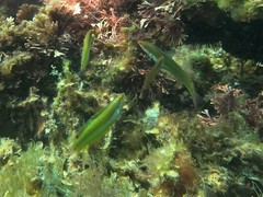 Halichoeres brownfieldi