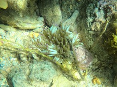 Heteractis