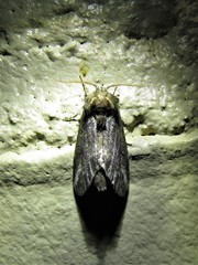 Rifargia subrotata