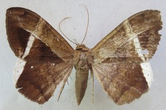 Hemeroblemma mexicana