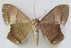 Hemeroblemma mexicana