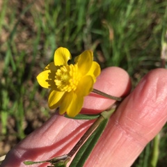 Ranunculus canus