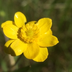 Ranunculus canus