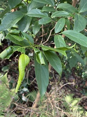 Agomadaranus pardaloides