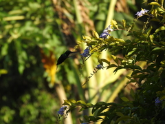 Chlorostilbon assimilis