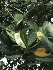 Noronhia emarginata, photograph johninvt, CC0, iNaturalist via GBIF