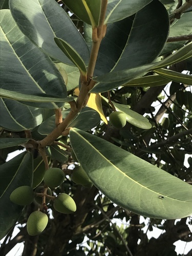 Noronhia emarginata, photograph 6