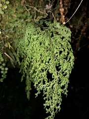 Hymenophyllum pulcherrimum image