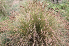 Poa litorosa