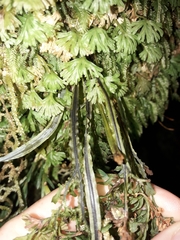 Hymenophyllum pulcherrimum image