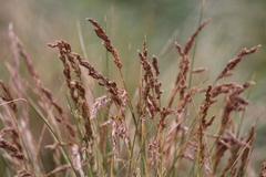 Poa litorosa