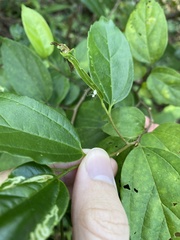 Meotipa spiniventris