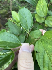 Meotipa spiniventris