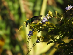 Chlorostilbon assimilis