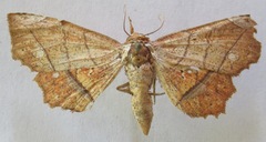 Syllectra erycata