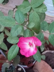 Rosa