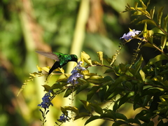 Chlorostilbon assimilis