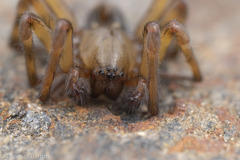 Callobius pictus