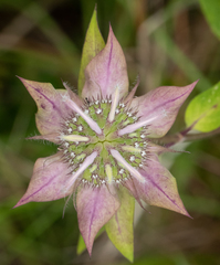 Monarda austroappalachiana