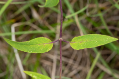 Monarda austroappalachiana