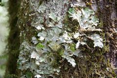 Pseudocyphellaria glabra