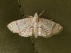 Opisthedeicta poritialis