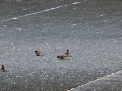 Passer montanus