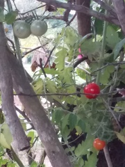 Solanum lycopersicum