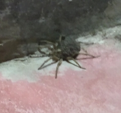 Lycosidae