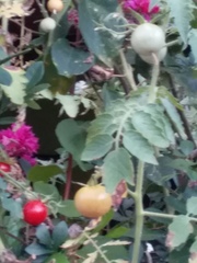 Solanum lycopersicum