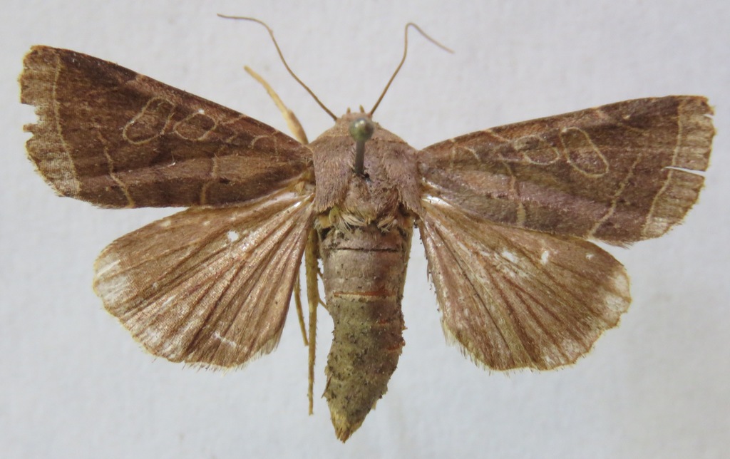 Orthodes vesquesa