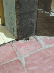Lycosidae