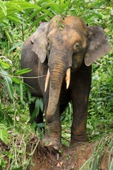 Elephas maximus borneensis