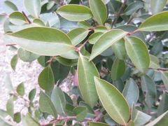 Magnoliopsida
