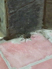 Lycosidae