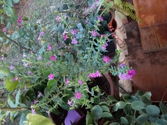 Cuphea hyssopifolia