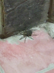 Lycosidae