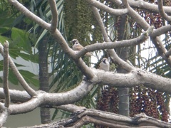 Passer montanus