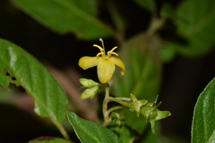 Deppea purpusii