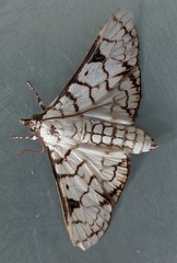 Aphytoceros lucusalis